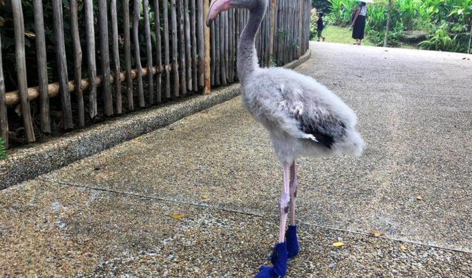 A baby Greater Flamingo named Squish struts in its booties, made by keepers to protect its feet from the hot concrete ground, at the Jurong Bird Park in Singapore