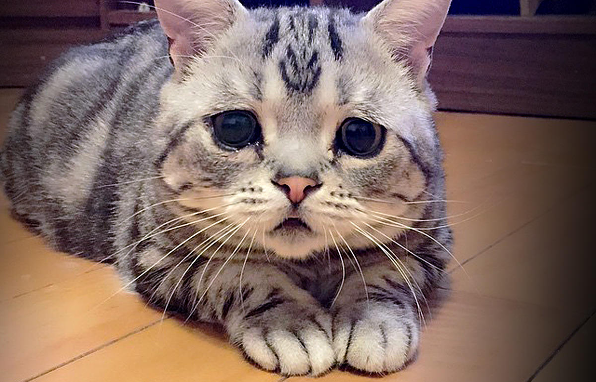 12-luhu-saddest-cat