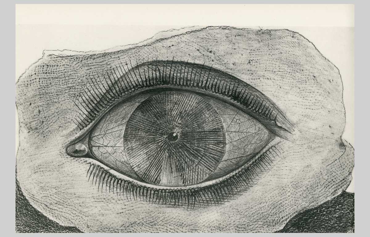 Max-Ernst-36-La-roue-de-la-lumieÌ€re