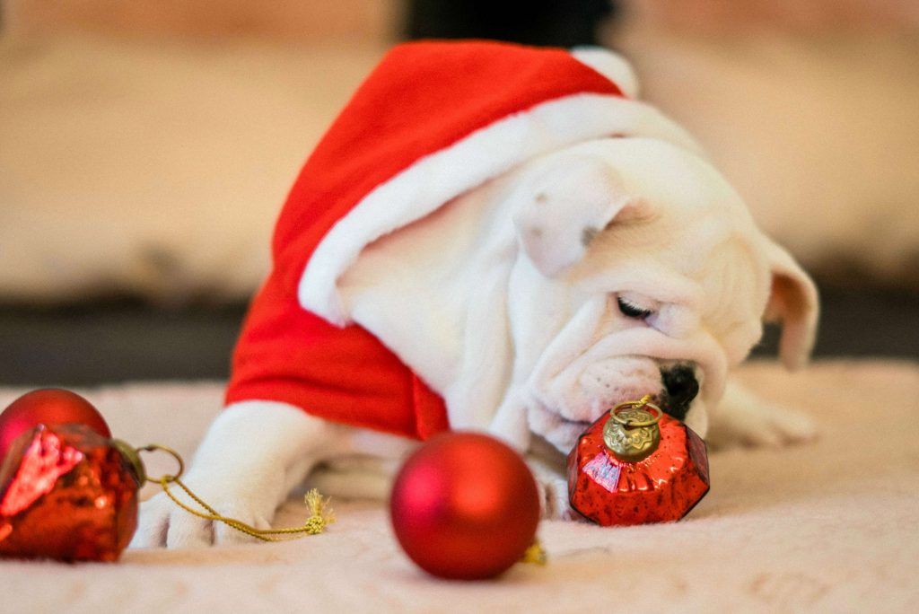 close-up-photo-of-bull-dog-near-ornaments-1596578-1024x684 Deixe os gatos em paz no Natal