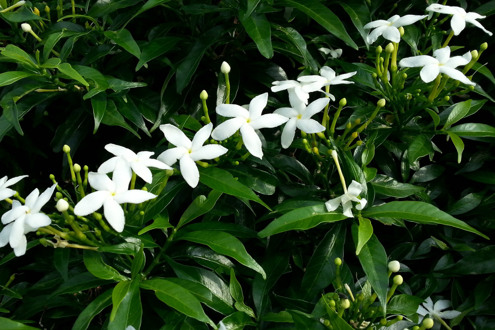 jasmin-etoile-fleurs-blanches