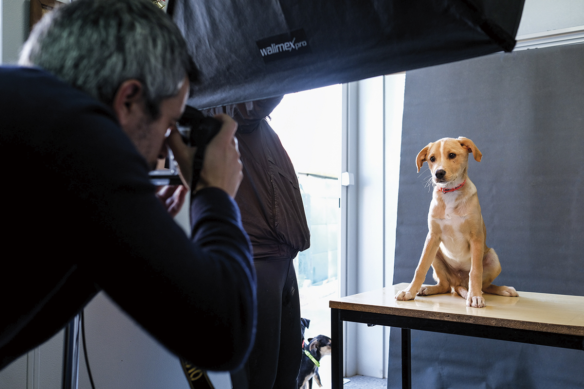 Sessão fotográfica a cães de canil para serem adoptados