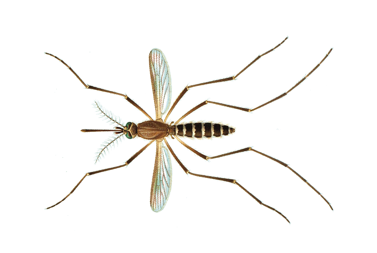 Imagem mosquito