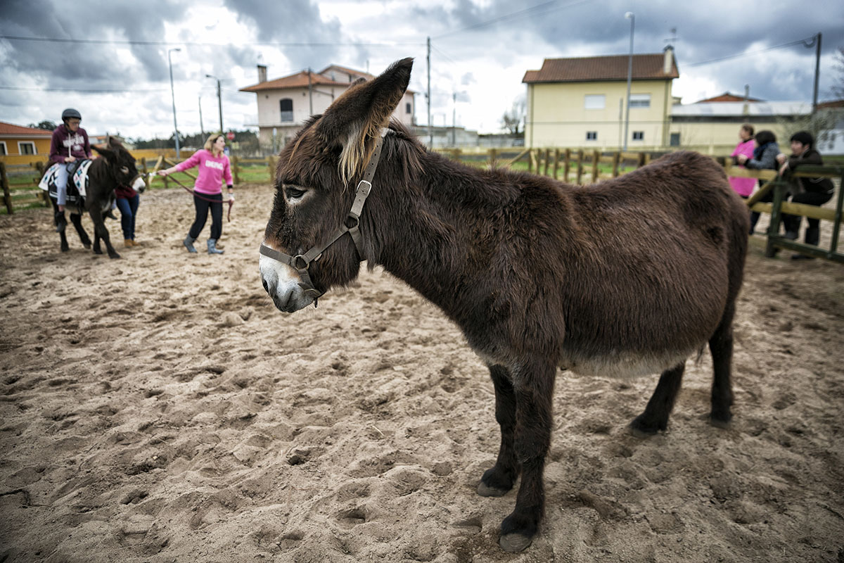 Como reagir aos pinotes que os cavalos dão?