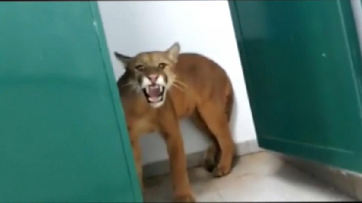 filmek valami Szégyenletes puma animal brasil Sűrű vásárolni Más